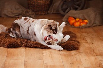 Australian Shepherd