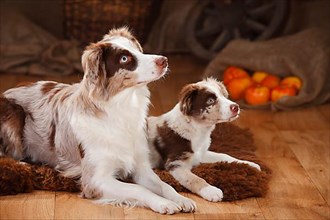 Australian Shepherd