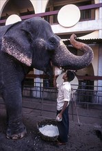 Feeding the temple elephant of Sri Manjunatha Temple Dharmasthala near Mangalore