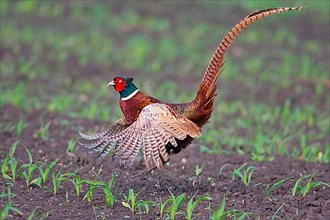 Hunting pheasant