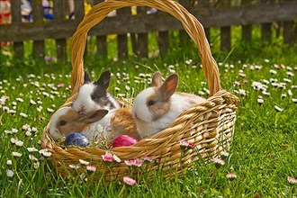 Pygmy rabbits