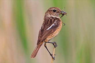 Stonechat with prey