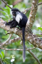 Angola stubby monkey