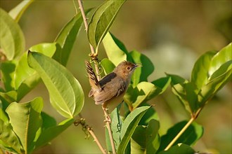 Red-faced Cisticola