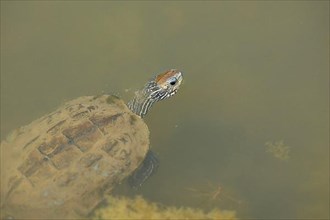 Balkan brook turtle