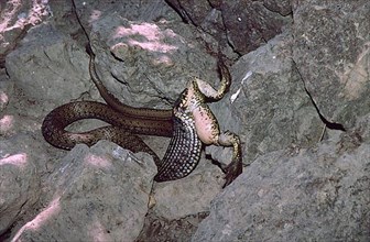 Balkan grass snake feeding on a lake frog