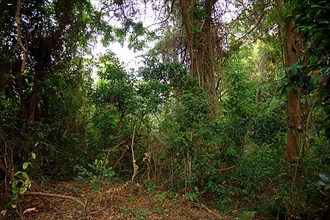 Central Malawi Jungle