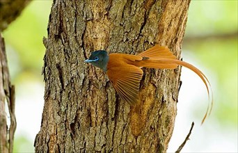 Grey-breasted Paradise Flycatcher