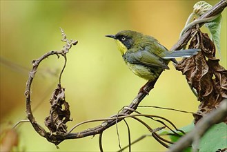 Yellow-bellied Apalis