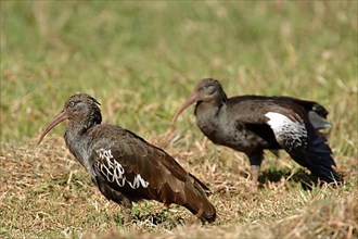 clunker ibis