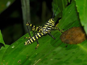 Zebra grasshopper in Panama