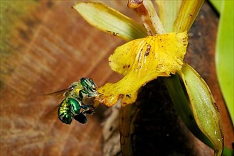 Splendid bee approaching an orchid flower