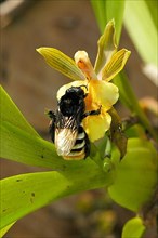 Magnificent bee on orchid flower