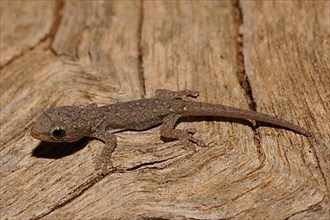 Yellow-headed dwarf gecko