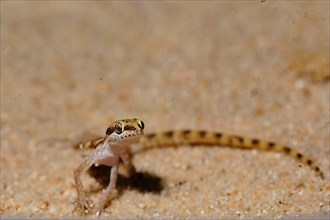 Dwarf Desert Gecko