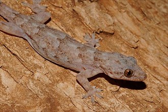 Tree gecko
