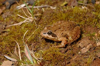 East African Mountain Frog