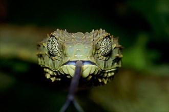 Common bush viper