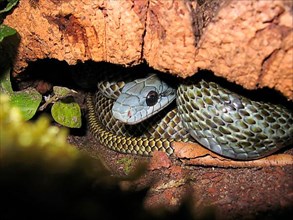 Japanese island snake
