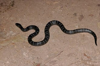 Many-banded garter snake