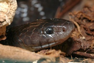 Many-banded garter snake