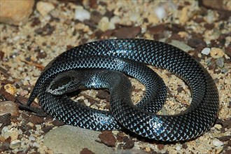 Cape wolf snake