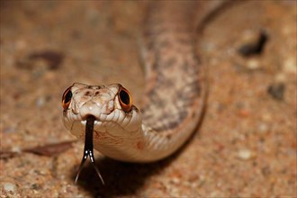 North African Montpellier Snake