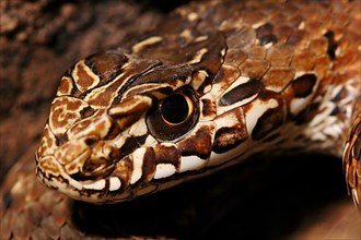 Eastern lizard snake