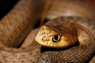 Eastern lizard snake