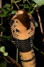 Forest Cobra