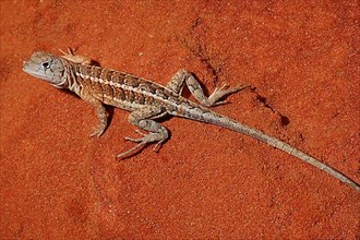 Madagascar Dwarf Iguana