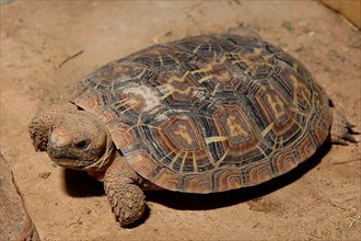 Slatted tortoise