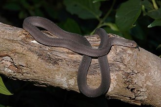 East African Egg Snake