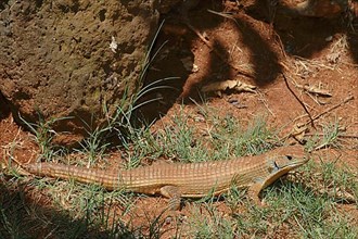 Sudan Shield Lizard