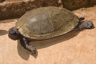 Brilliant tortoise