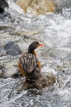 Torrent Duck