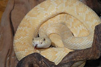 Albino Texas Rattlesnake