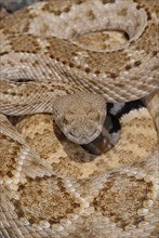 Texas Rattlesnake