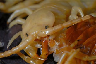 Centipede eating his exhuviaSkolopender eats exoskeleton after moulting