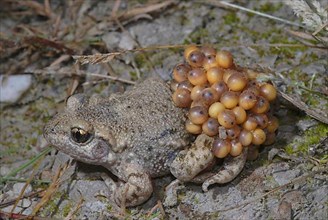 Midwife toad with ice strings