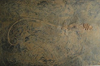 Fossil lizard