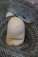 Japanese island snake with eggs