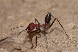 Desert ant