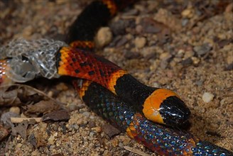 North American Coral Snake