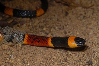 North American Coral Snake