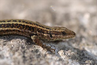 Iberian wall lizard