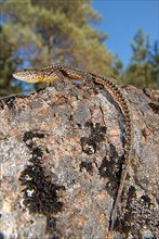 Iberian wall lizard