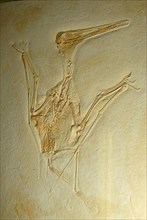 Fossil pterosaur