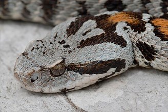 Wagner's mountain viper