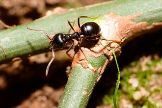 Glossy black wood ant